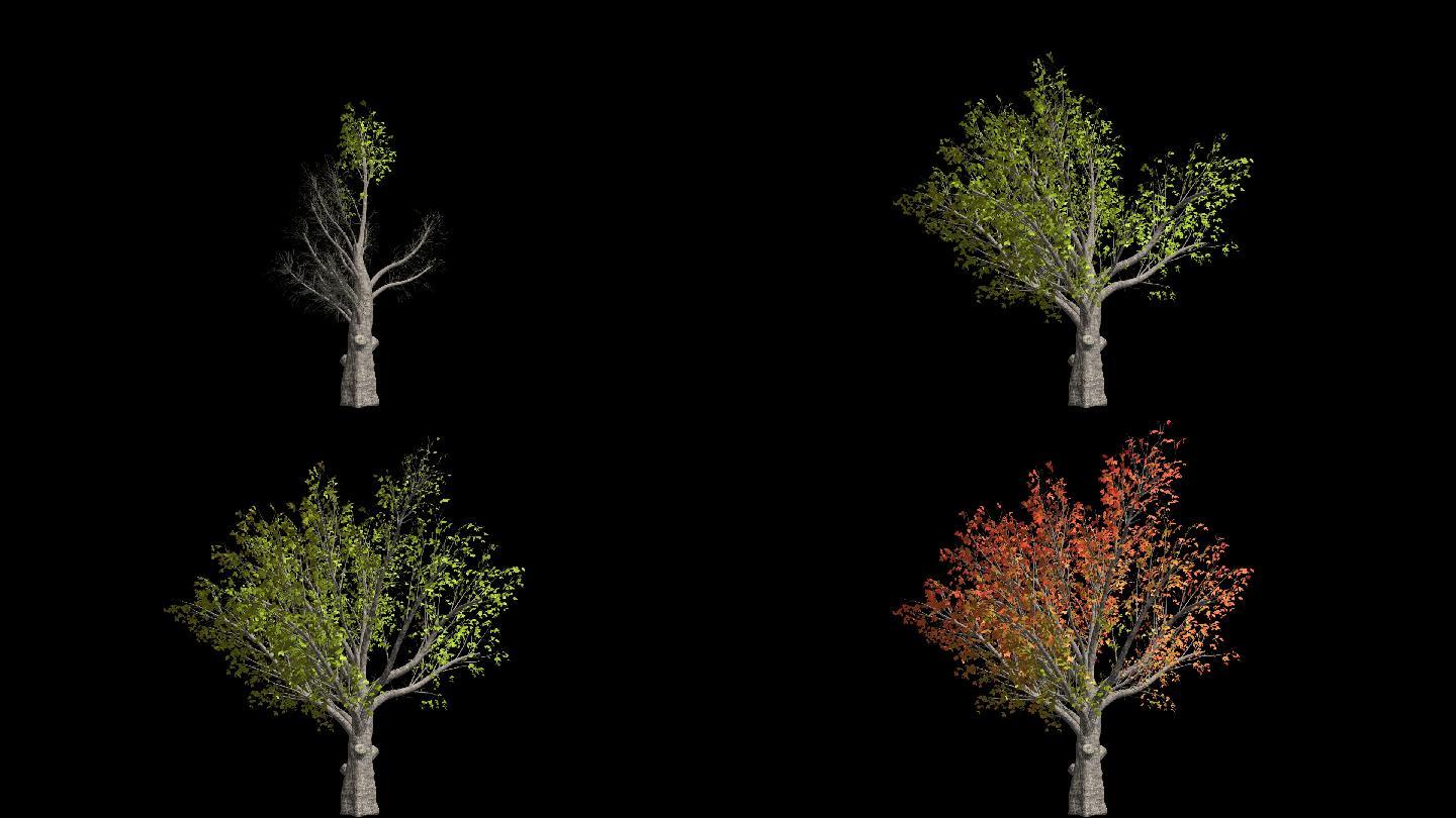 树木生长四季变化动画带通道