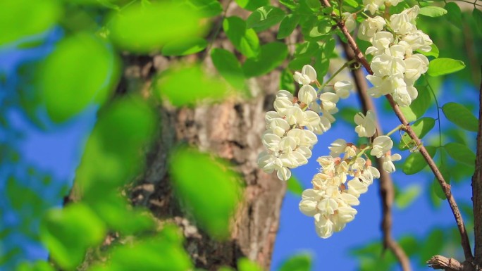 纯洁槐树花