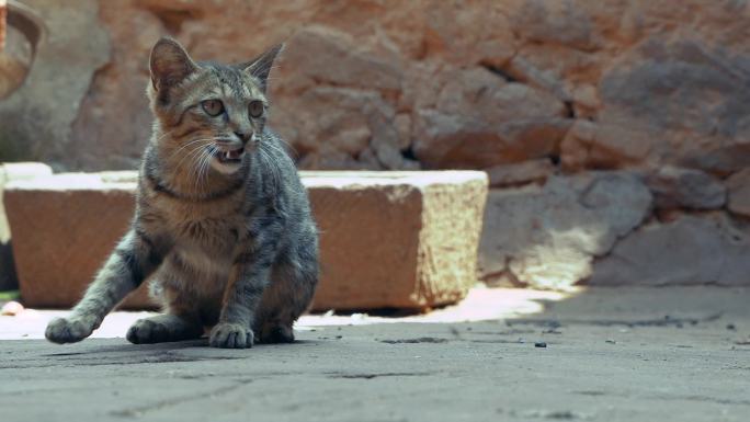 家禽视频农家小鸡小猫大白鹅慢镜头