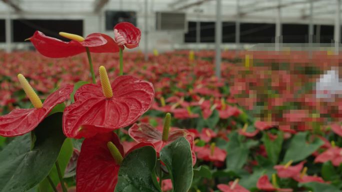 红掌检验安祖花现代农业花卉温室