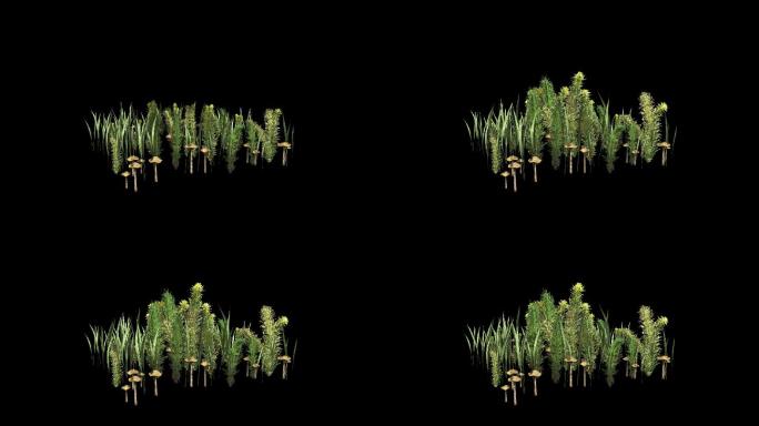 植物生长动画带通道--杂草生长