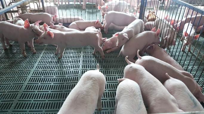 养猪场的保育小猪仔猪