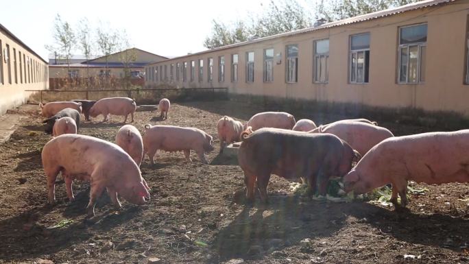 实拍规模化猪场母猪运动视频素材