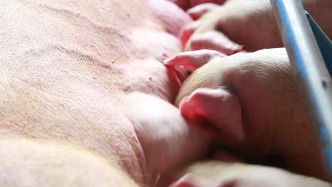 实拍养猪场母猪视频素材