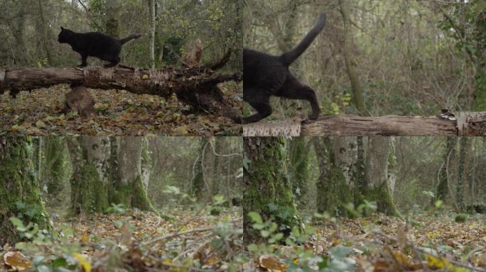森林里的黑猫RED4K