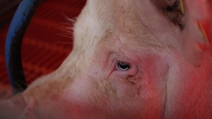 高清实拍母猪实用视频素材