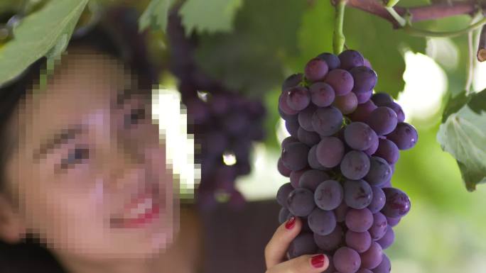 葡萄采摘美女农业中国葡萄