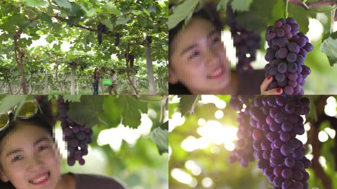 葡萄采摘美女农业中国葡萄