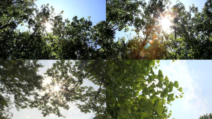 夏天天空树荫阳光照耀太阳光芒透过树叶