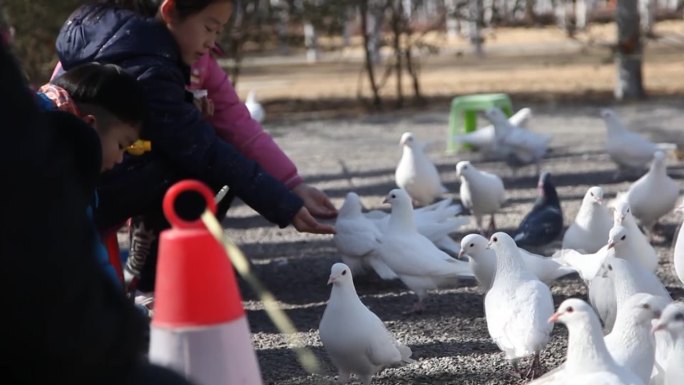 公园鸽子小朋友喂鸽子看孩子温馨和谐