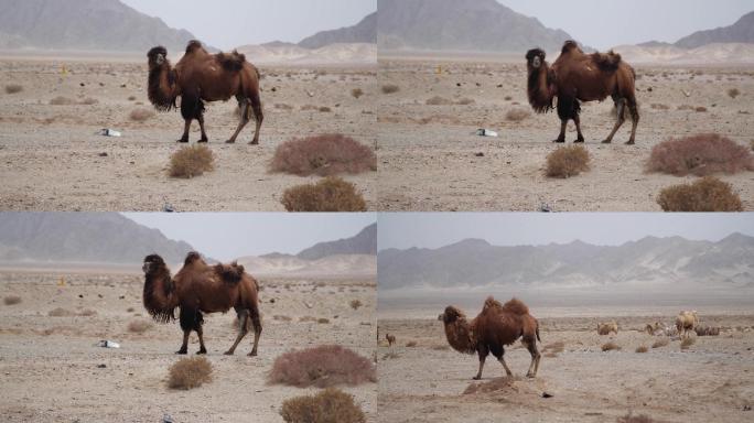 沙漠骆驼（原创）
