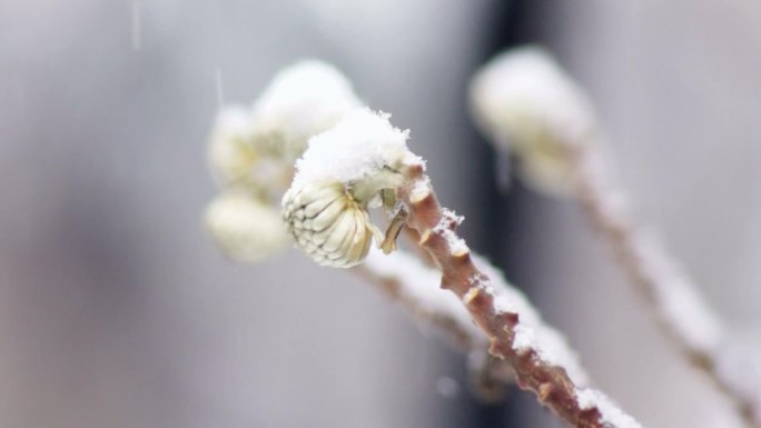 大雪中含苞待放的瑞香