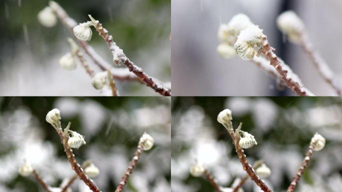 大雪中含苞待放的瑞香