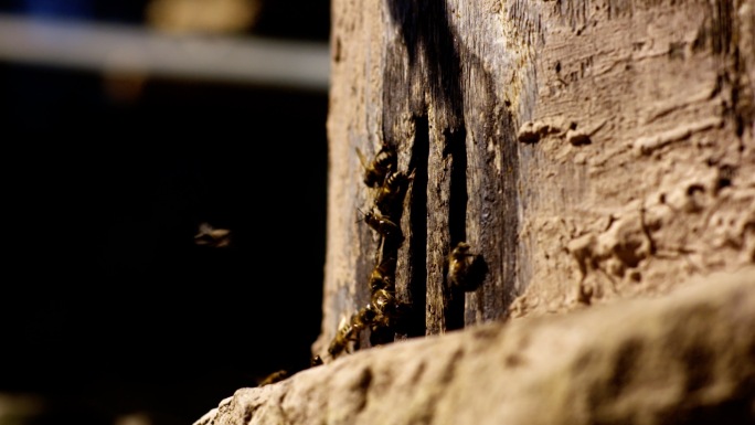蜂巢取蜜过程特写蜜蜂精美特写