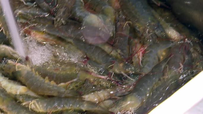 清洗海虾