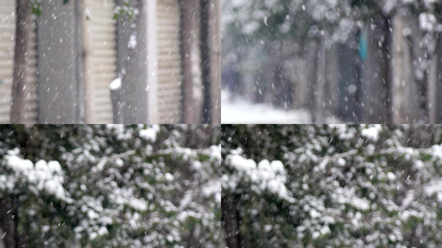 寒冬腊月雪花飞扬