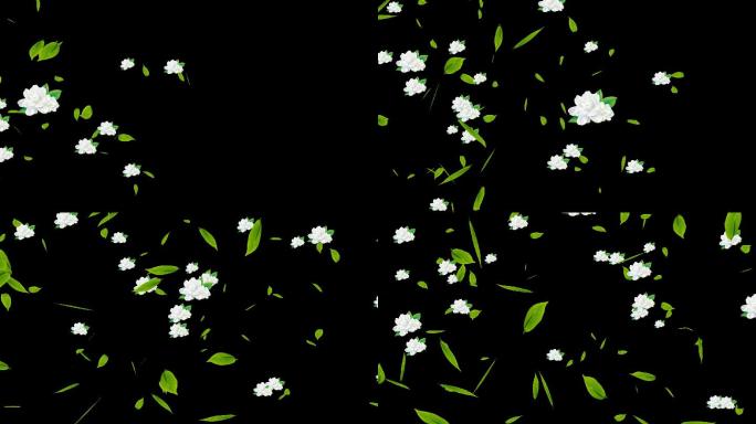 茉莉花花朵绿叶青茶飘过横屏
