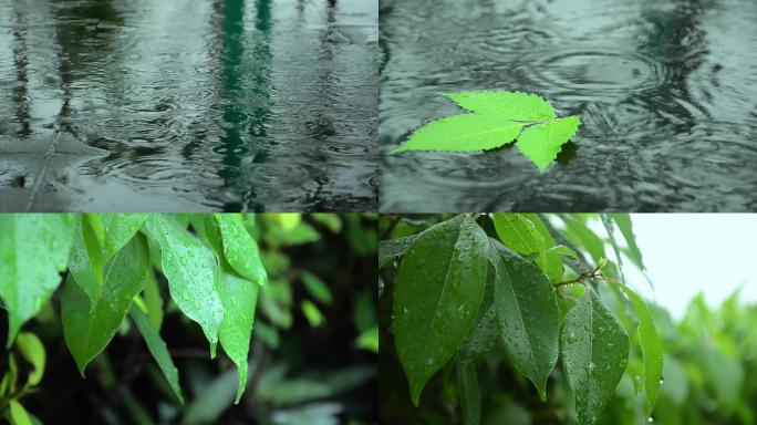 原创实拍大雨视频素材