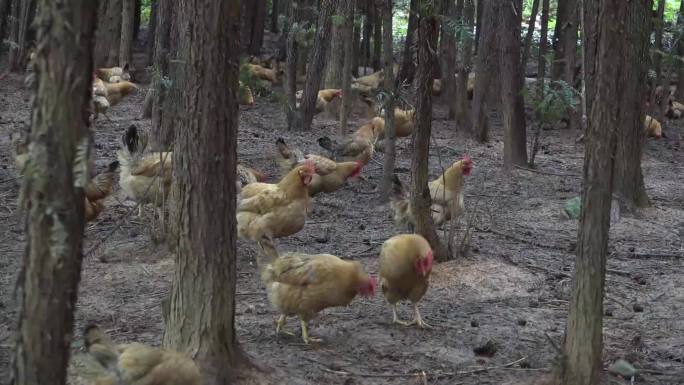 农业　生态　养鸡　规模　生态鸡