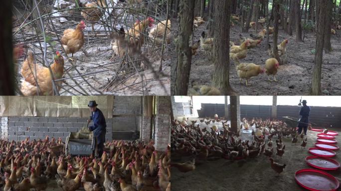 农业　生态　养鸡　规模　生态鸡