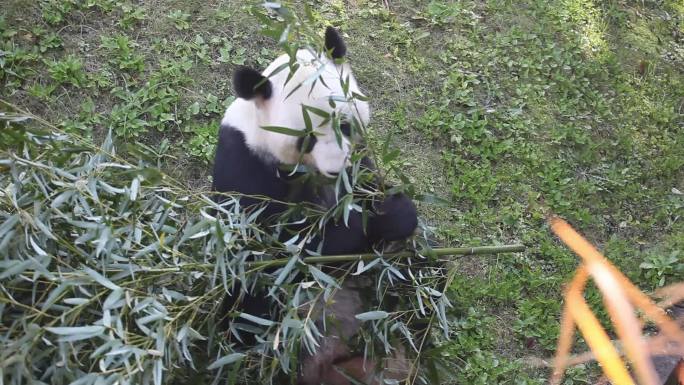 动物园实拍大熊猫高清素材