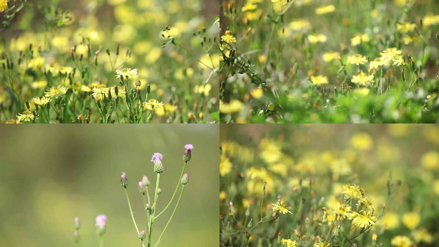 小黄花