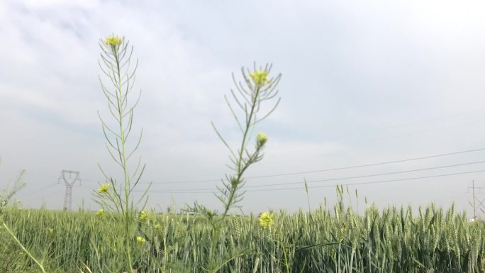 麦田油菜花风吹田间地头风吹麦浪