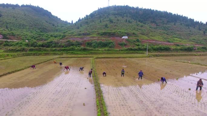 4K航拍生态孔塘杂稻制种栽种