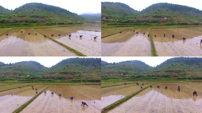 4K航拍生态孔塘杂稻制种栽种
