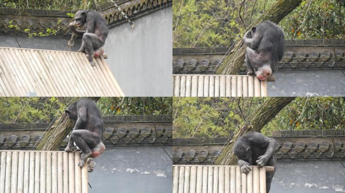 大猩猩动物园实拍高清素材