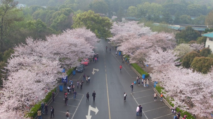 武汉大学樱花航拍4K