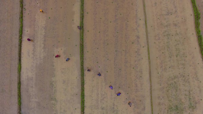4K航拍天星乡孔塘杂稻制种栽种2组21秒