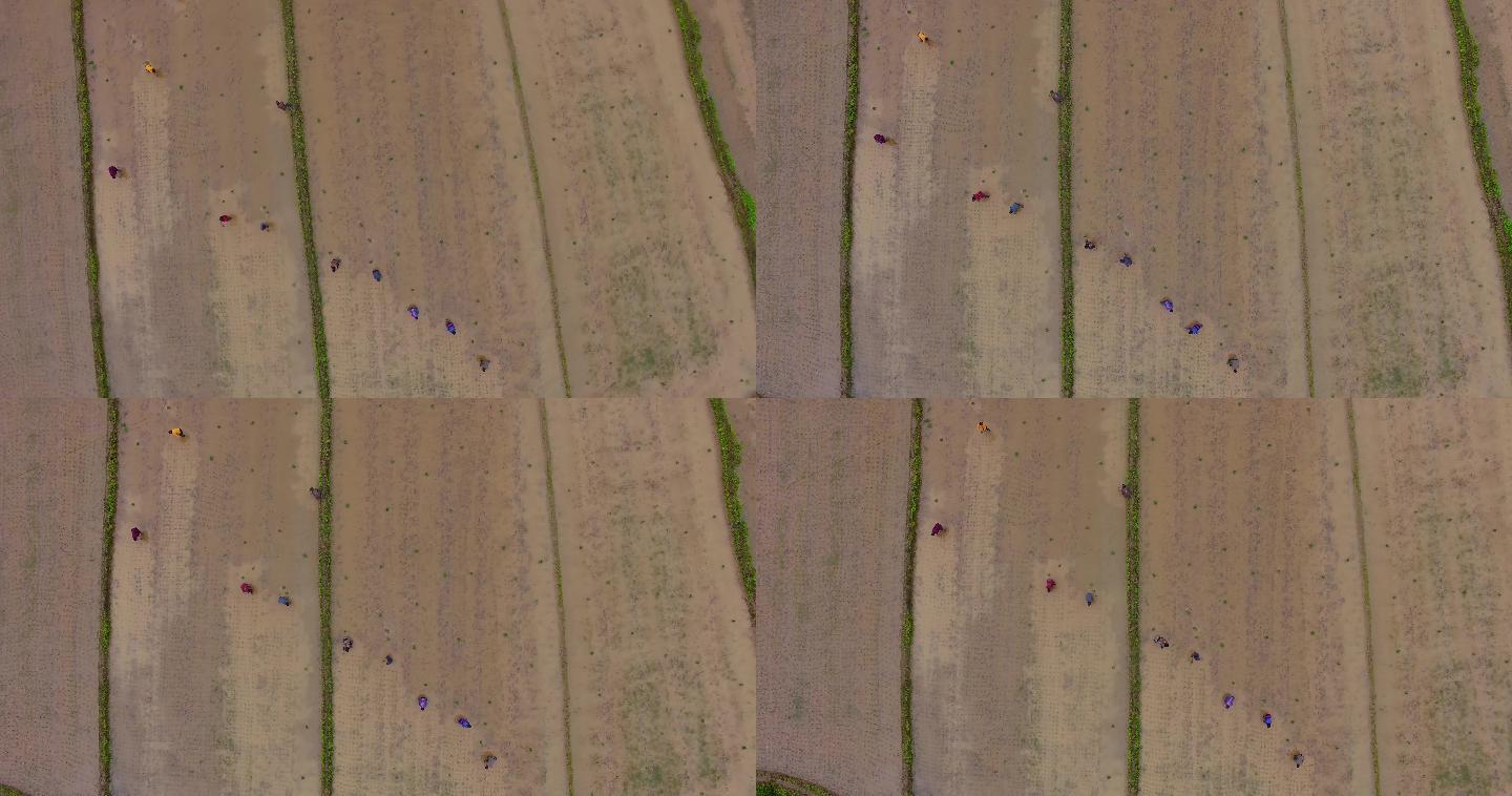 4K航拍天星乡孔塘杂稻制种栽种2组21秒