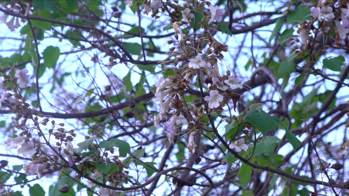 4K梧桐花开梧桐树梧桐花