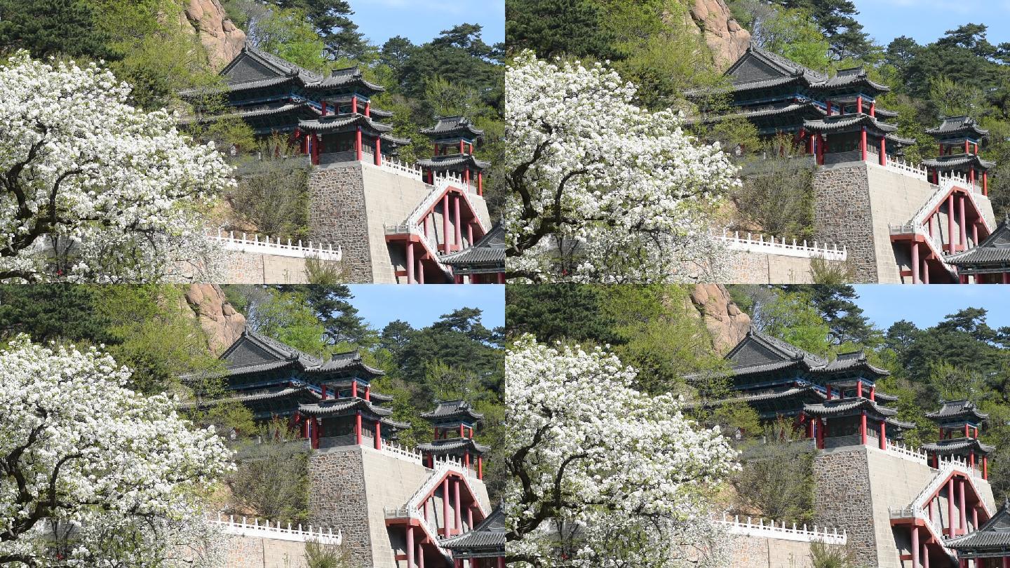 1080P千山梨花节五龙宫梨花