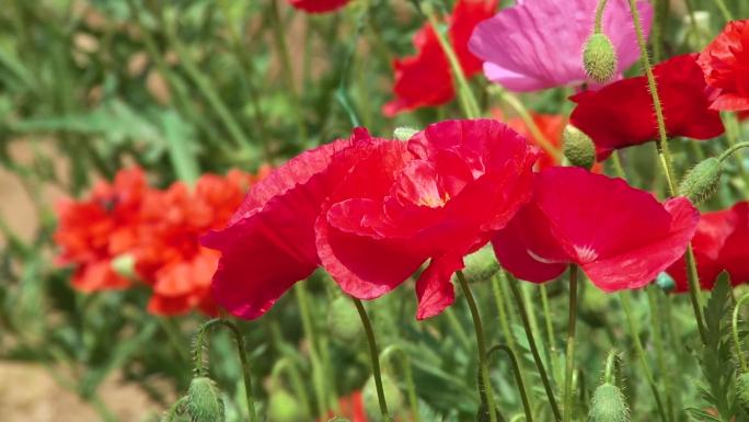 美人花、虞美人花、伊美人花、鲜花盛开