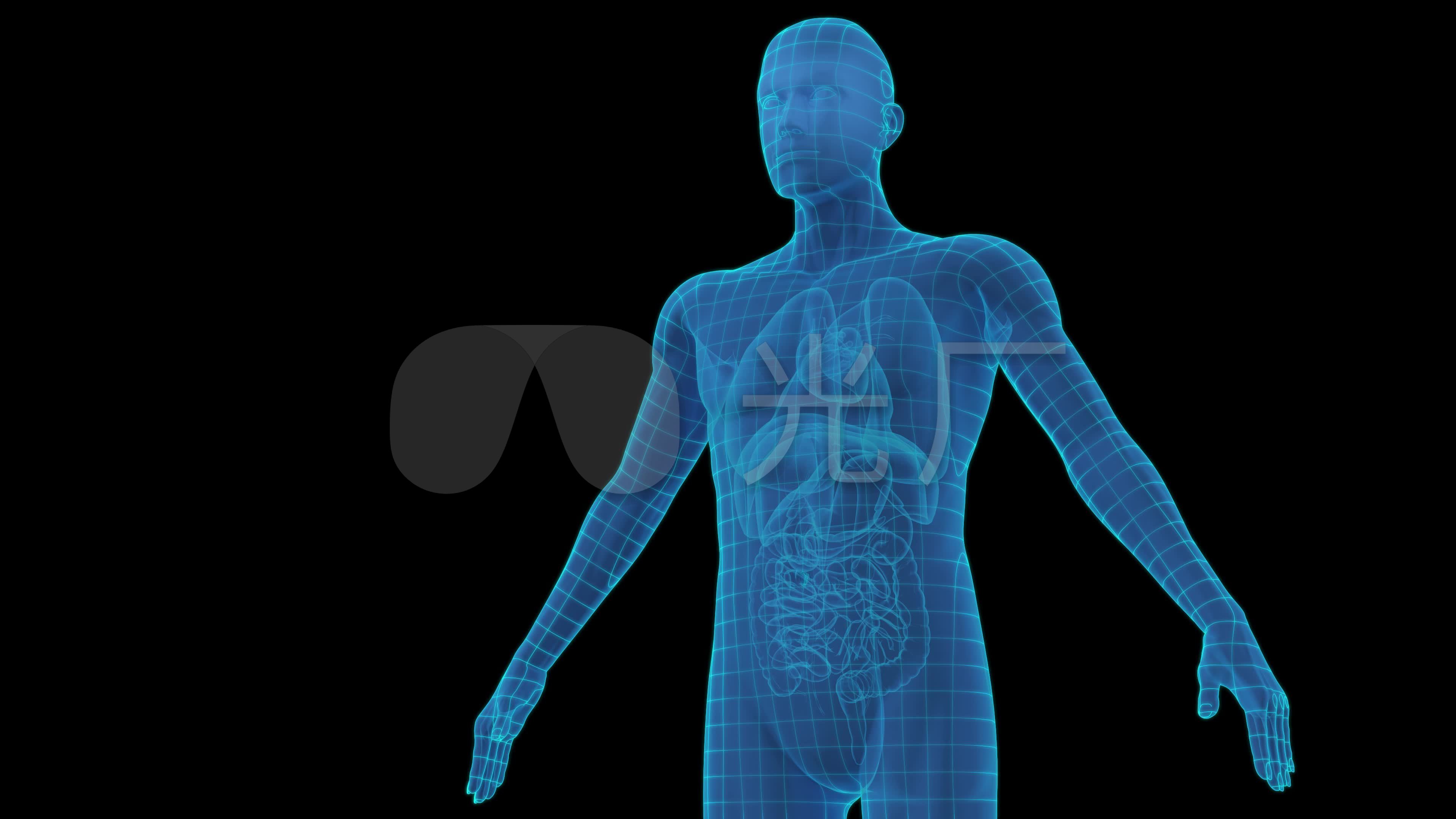 人体骨骼扫描透明立体透视科学技术三维