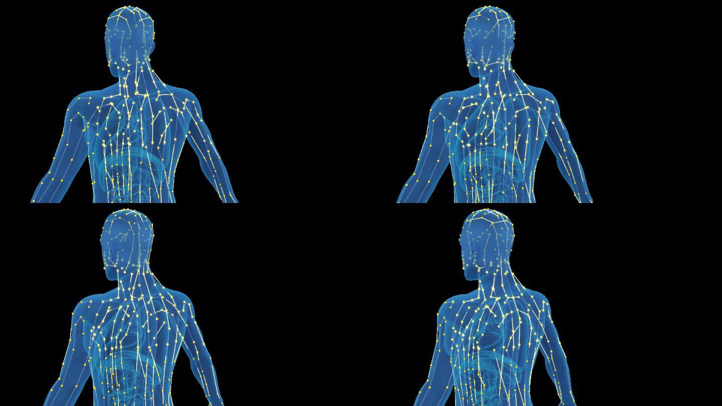 人体经络三维演示4k