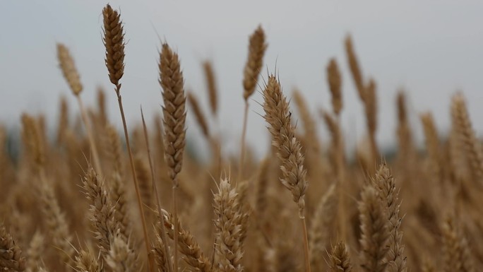 小麦丰收-捡麦穗