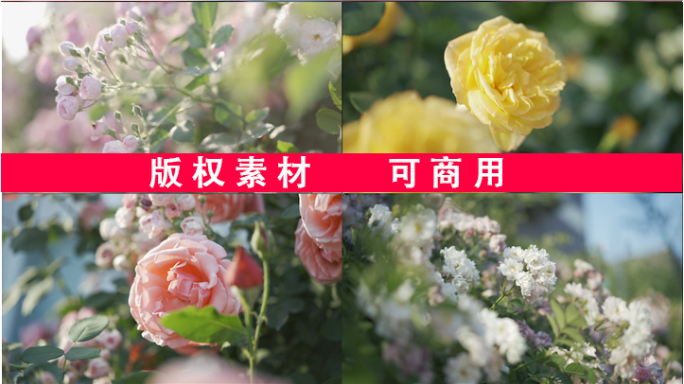 【4K】玫瑰花园