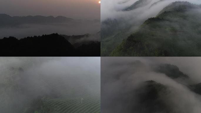 茶山云雾