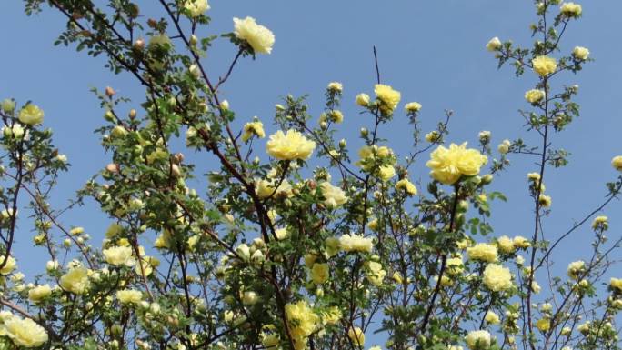 黄刺梅的花季