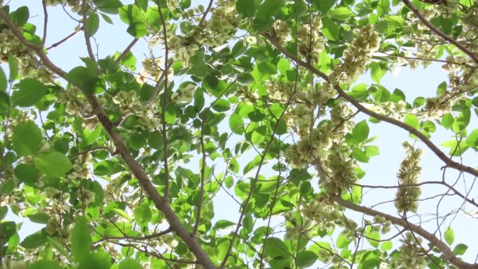 夏-花鸟蜂蝶杨柳飞絮榆钱成熟