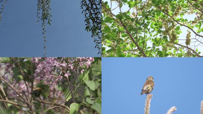 夏-花鸟蜂蝶杨柳飞絮榆钱成熟