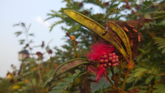 朱缨花花与果