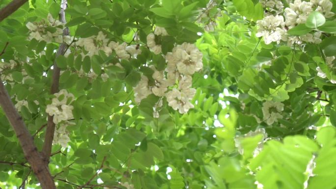 槐花香优美的槐花升格慢镜槐花素材