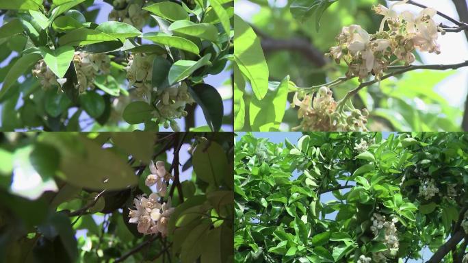 柚子花蜜柚花