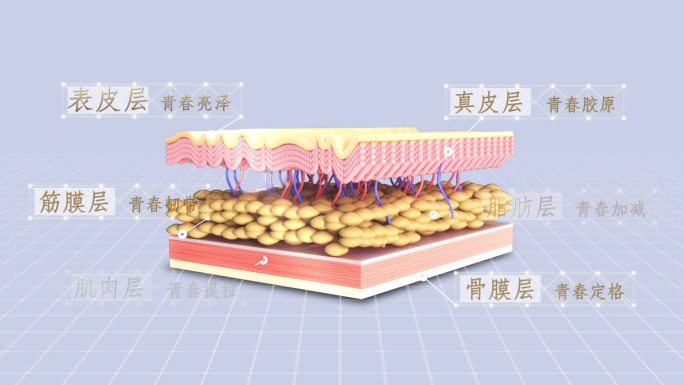 三维皮肤六层展示ae模板