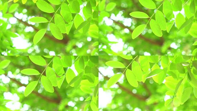 绿叶沐浴阳光树叶自然槐树叶升格慢镜