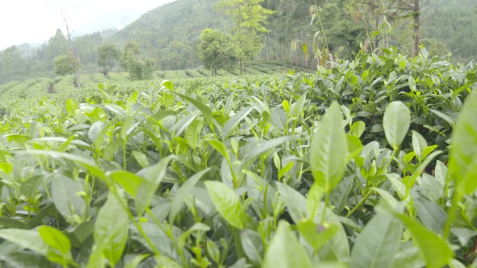 普洱茶基地